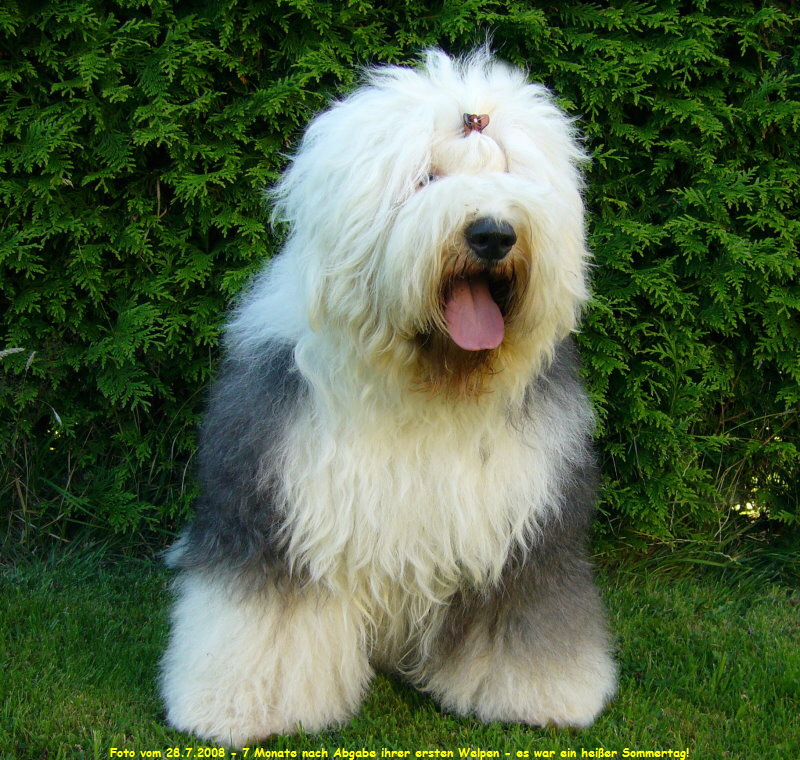 Foto vom 28.7.2008 - 7 Monate nach Abgabe ihrer ersten Welpen - es war ein heißer Sommertag! Foto vom 28.7.2008 - 7 Monate nach Abgabe ihrer ersten Welpen - es war ein heißer Sommertag!