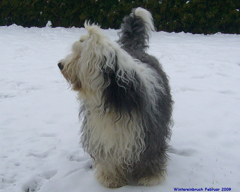 Wintereinbruch Februar 2009 Wintereinbruch Februar 2009