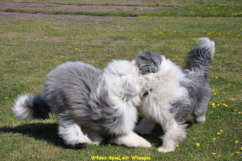 Wildes Spiel mit Whoopie