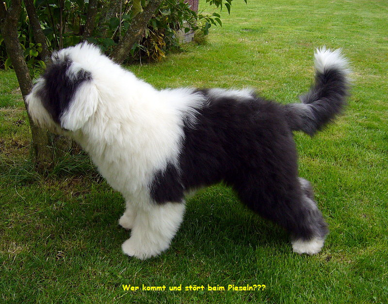 Wer kommt und strt beim Pieseln???