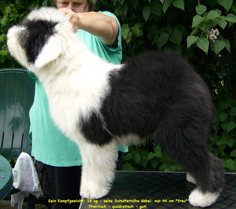 Sein Kampfgewicht: 15 kg - seine Schulterhhe dabei: nur 44 cm *freu*
Praktisch - quadratisch - gut!