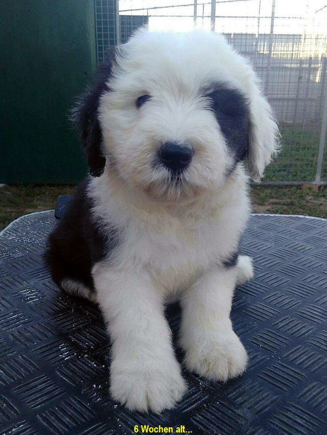 6 Wochen alt...