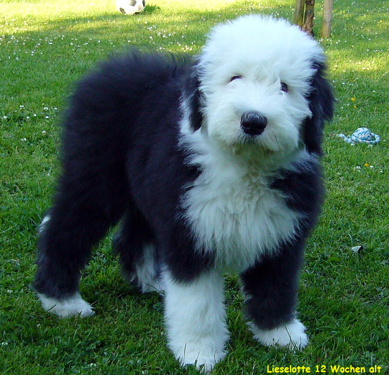 Lieselotte 12 Wochen alt