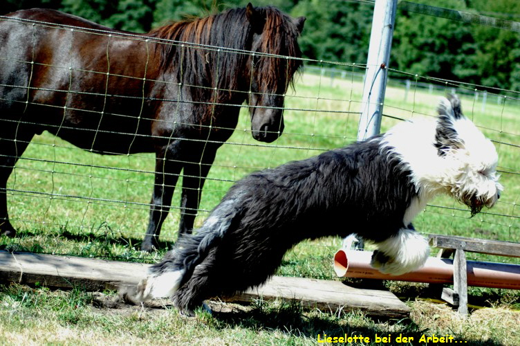 Lieselotte bei der Arbeit...