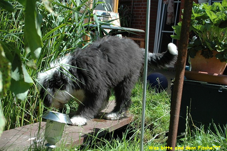 Was bitte sind denn Fische???