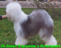 Ch. Sweet Expression's Picturepoint