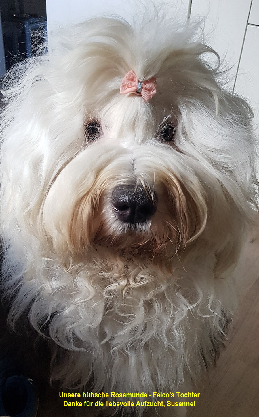Unsere hbsche Rosamunde - Falco's Tochter
Danke fr die liebevolle Aufzucht, Susanne!