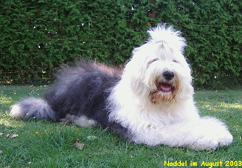 Naddel im August 2003