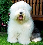 Whitey
