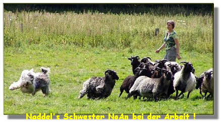 NoAn bei der Arbeit