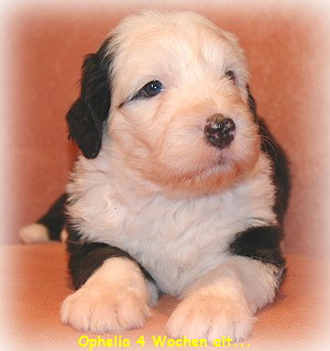 Ophelia 4 Wochen alt...