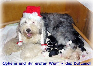 Ophelia und ihr erster Wurf - das Dutzend!