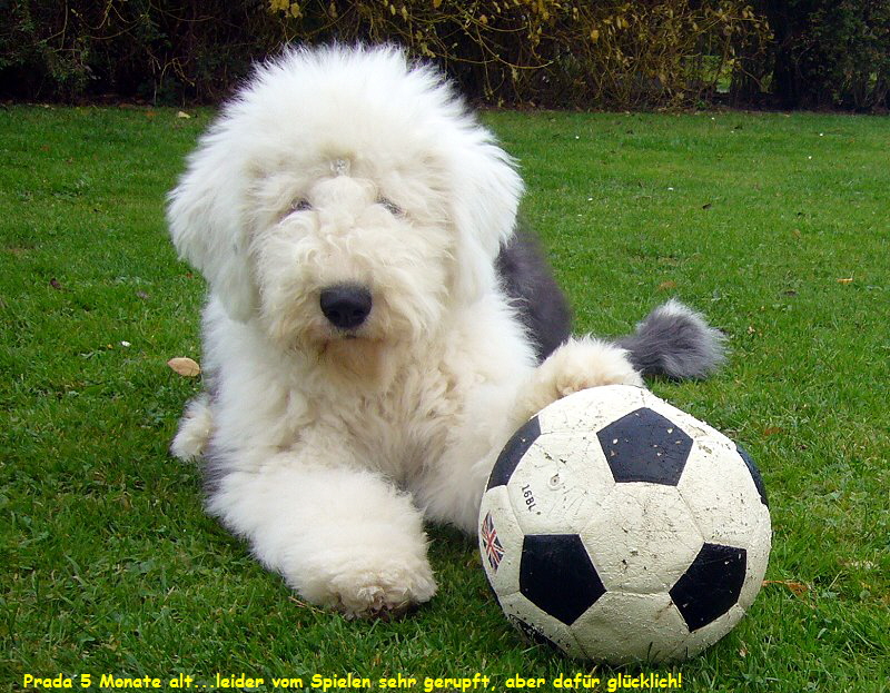 Prada 5 Monate alt...leider vom Spielen sehr gerupft, aber dafr glcklich!