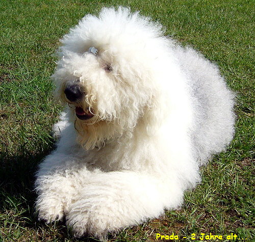 Prada - 2 Jahre alt...