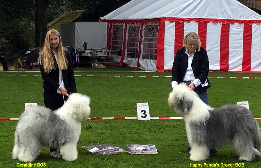 Geraldine BOS                                                                                                                            Happy Panda's Drover BOB