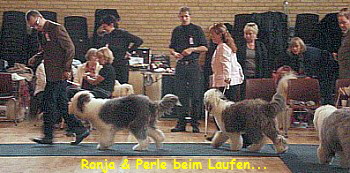 Ronja & Perle beim Laufen...