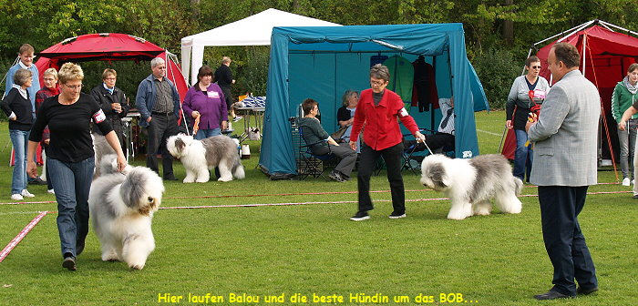 Hier laufen Balou und die beste Hndin um das BOB...