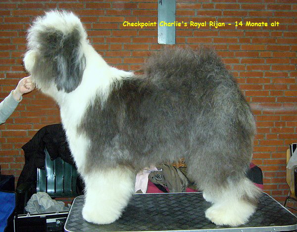 Checkpoint Charlie's Royal Rijan - 14 Monate alt