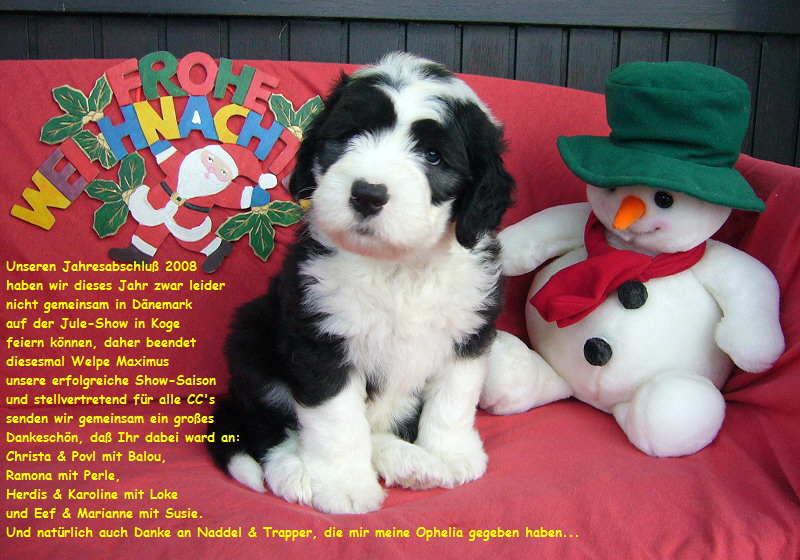 Unseren Jahresabschlu 2008
 haben wir dieses Jahr zwar leider
 nicht gemeinsam in Dnemark
 auf der Jule-Show in Koge
 feiern knnen, daher beendet
 diesesmal Welpe Maximus
 unsere erfolgreiche Show-Saison
 und stellvertretend fr alle CC's
 senden wir gemeinsam ein groes
 Dankeschn, da Ihr dabei ward an:
 Christa & Povl mit Balou,
 Ramona mit Perle,
 Herdis & Karoline mit Loke
 und Eef & Marianne mit Susie. 
 Und natrlich auch Danke an Naddel & Trapper, die mir meine Ophelia gegeben haben...