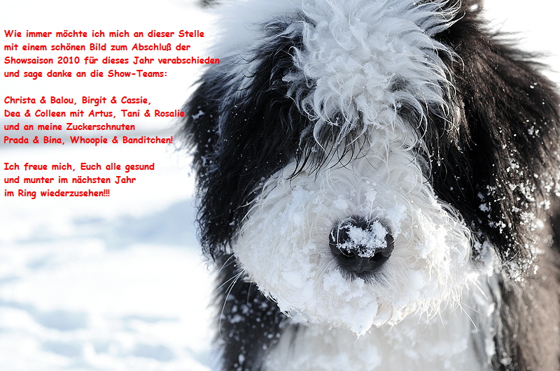 Wie immer mchte ich mich an dieser Stelle
 mit einem schnen Bild zum Abschlu der
 Showsaison 2010 fr dieses Jahr verabschieden
 und sage danke an die Show-Teams:

 Christa & Balou, Birgit & Cassie,
 Dea & Colleen mit Artus, Tani & Rosalie
 und an meine Zuckerschnuten
 Prada & Bina, Whoopie & Banditchen!

 Ich freue mich, Euch alle gesund
 und munter im nchsten Jahr
 im Ring wiederzusehen!!!