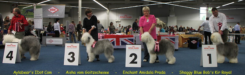 Aylabear's IDot Com     -     Aisha vom Goitzschesee     -     Enchant Amidala Prada     -     Shaggy Blue Bob's Kir Royal