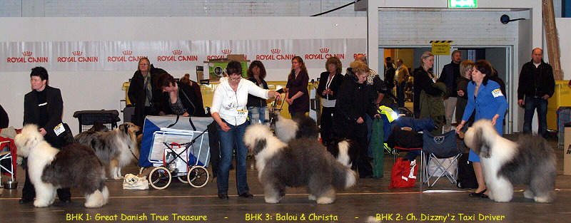 BHK 1: Great Danish True Treasure      -      BHK 3: Balou & Christa      -      BHK 2: Ch. Dizzny'z Taxi Driver