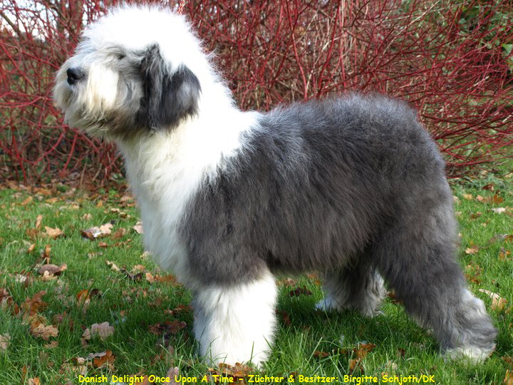 Danish Delight Once Upon A Time - Zchter & Besitzer: Birgitte Schjoth/DK