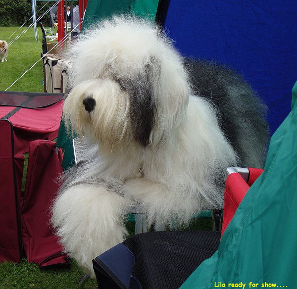 Lila ready for show....