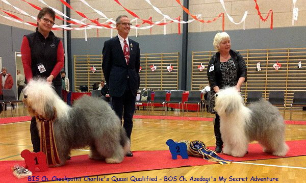 BIS Ch. Checkpoint Charlie's Quasi Qualified - BOS Ch. Azedagi's My Secret Adventure