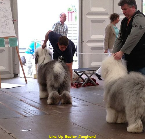 Line Up Bester Junghund