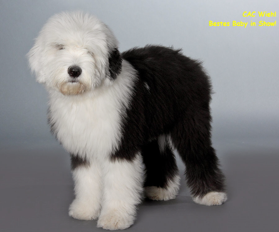 CAC Wiehl 
Bestes Baby in Show!