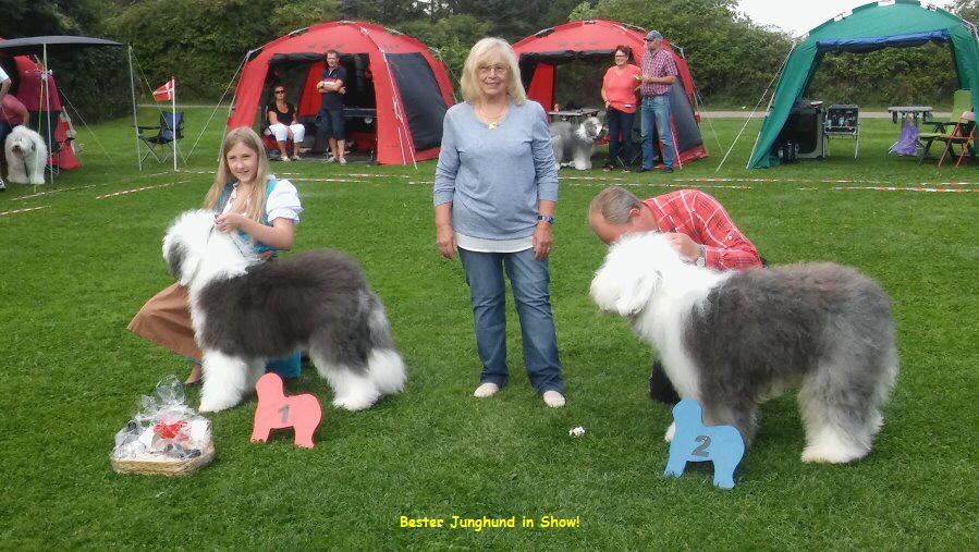 Bester Junghund in Show!