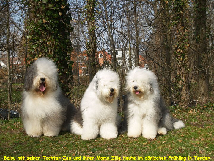 Balou mit seiner Tochter Zea und ihrer Mama Zille heute im d�nischen Fr�hling in T�nder