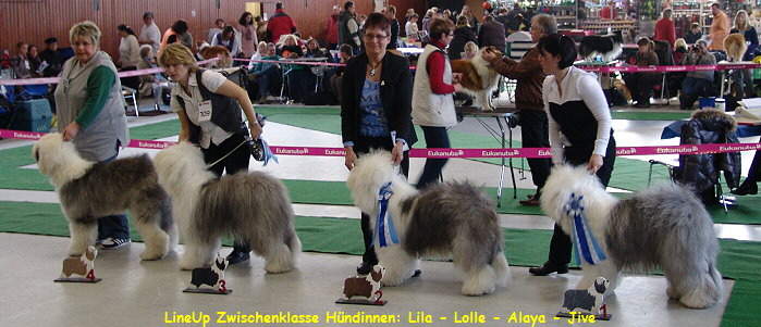 LineUp Zwischenklasse H�ndinnen: Lila - Lolle - Alaya - Jive