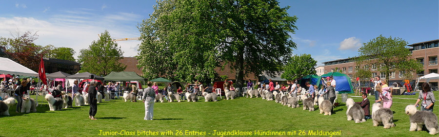 Junior-Class bitches with 26 Entries - Jugendklasse H�ndinnen mit 26 Meldungen!