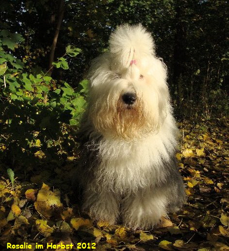 Rosalie im Herbst 2012
