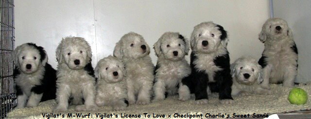 Vigilat's M-Wurf: Vigilat's License To Love x Checkpoint Charlie's Sweet Sanne