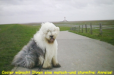 Cooler am Westerhever