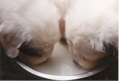Die erste Milch...links Lotti-Pivotti bei Vera :-)