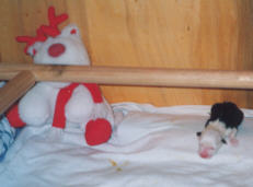 Armer einsamer Welpe...