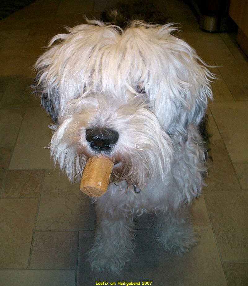 Idefix am Heiligabend 2007