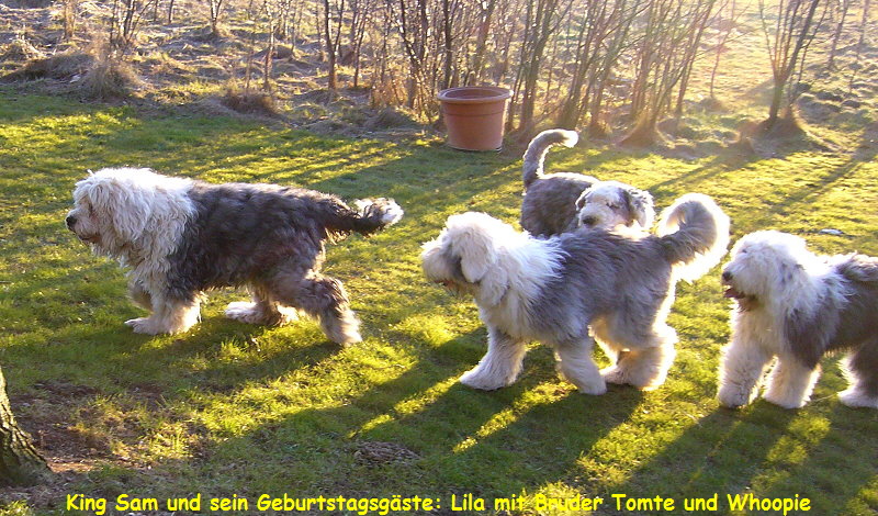 King Sam und sein Geburtstagsgste: Lila mit Bruder Tomte und Whoopie