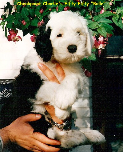 Checkpoint Charlie's Fifty Fifty 