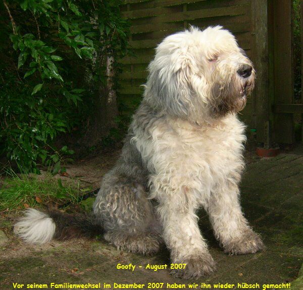Goofy - August 2007

Vor seinem Familienwechsel im Dezember 2007 haben wir ihn wieder hbsch gemacht!