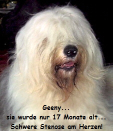 Geeny...
sie wurde nur 17 Monate alt...
Schwere Stenose am Herzen!