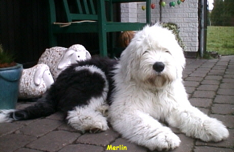 Merlin