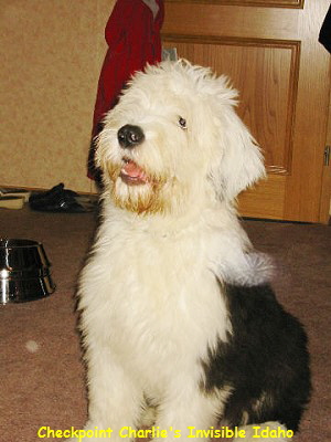 Checkpoint Charlie's Invisible Idaho