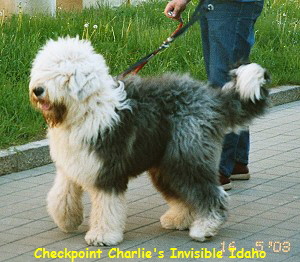 Checkpoint Charlie's Invisible Idaho