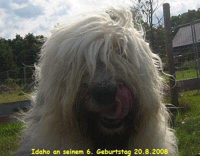 Idaho an seinem 6. Geburtstag 20.8.2008