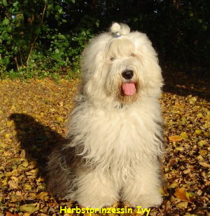 Herbstprinzessin Ivy